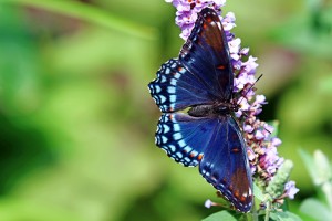 Red Spotted Purple Beauty